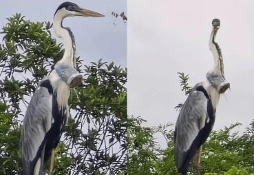 Garça com copo plástico entalado no pescoço mobiliza esforços de resgate no Rio de Janeiro